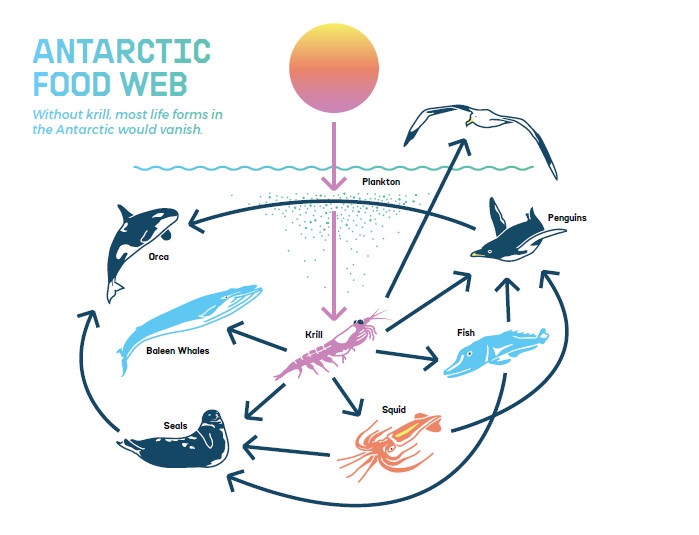 Antarctic Food Web